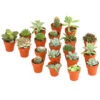 Mini Kakteen- & Sukkulenten-Set, Verschiedene Sorten, 20-teilig 1 Mini Kakteen- & Sukkulenten-Set, Verschiedene Sorten, 20-teilig -Gartenbedarf 7977358 WE FS 001 MiniKakteenUndSukkulenten20erMixDehnerExpressHerzig