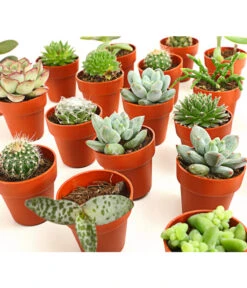 Mini Kakteen- & Sukkulenten-Set, Verschiedene Sorten, 20-teilig 7 Mini Kakteen- & Sukkulenten-Set, Verschiedene Sorten, 20-teilig -Gartenbedarf 7977358 we DE 001 MiniKakteenUndSukkulenten20erMixDehnerExpressHerzig