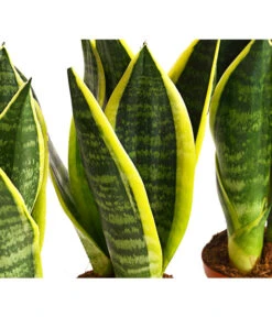 Bogenhanf - Sansevieria Trifasciata, 3er-Set 7 Bogenhanf - Sansevieria Trifasciata, 3er-Set -Gartenbedarf 7977713 PR DE 001 SansevieriaTrifasciataBogenhanf3erSetT9StreckeDehnerExpressHerzig
