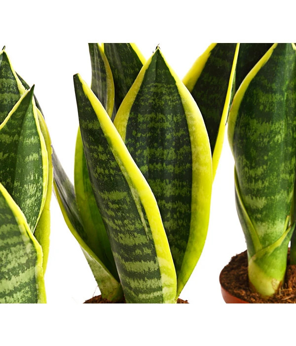 Bogenhanf - Sansevieria Trifasciata, 3er-Set 5 Bogenhanf - Sansevieria Trifasciata, 3er-Set – Bild 3