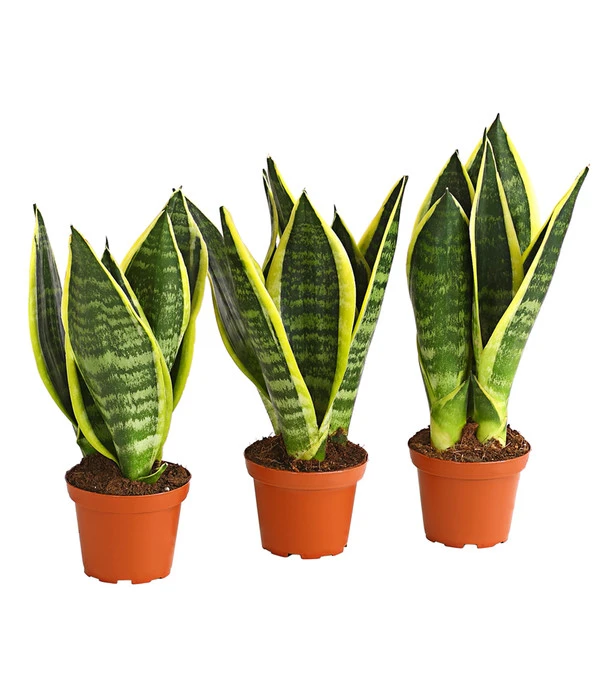Bogenhanf - Sansevieria Trifasciata, 3er-Set 3 Bogenhanf - Sansevieria Trifasciata, 3er-Set