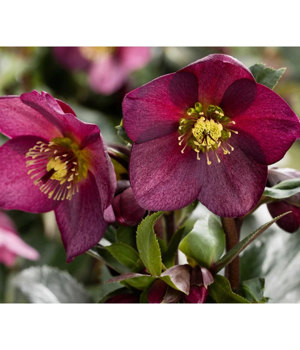 Schneerose 'Ice N' Roses® Red' - Helleborus Gold Collection® 3 Schneerose 'Ice N' Roses® Red' - Helleborus Gold Collection®