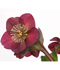 Schneerose 'Ice N' Roses® Red' - Helleborus Gold Collection® 11 Schneerose 'Ice N' Roses® Red' - Helleborus Gold Collection® -Gartenbedarf 8010969 WE DE 001 HelleborusWeinrotDehnerExpressHerzig