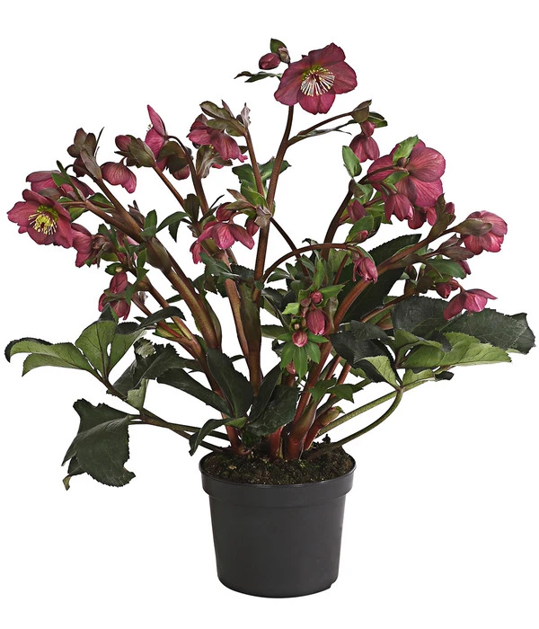 Schneerose 'Ice N' Roses® Red' - Helleborus Gold Collection® 4 Schneerose 'Ice N' Roses® Red' - Helleborus Gold Collection® – Bild 2