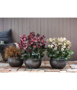 Schneerose 'Ice N' Roses® Red' - Helleborus Gold Collection® 10 Schneerose 'Ice N' Roses® Red' - Helleborus Gold Collection® -Gartenbedarf 8028011 8010969 8044331 WE MO 001 HelleborusLenzroseChristroseBL17