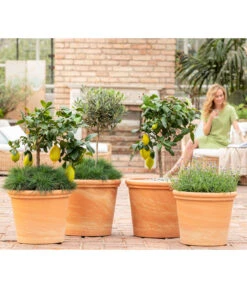 Spang Terrakotta-Topf Toscana, Rund -Gartenbedarf 8037780 7120942 8092108 3697612 WE MO 001 SpaetsommerTerrasseCitrusOliveLavandulaFestuca