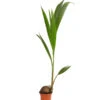 Kokospalme - Cocos Nucifera 1 Kokospalme - Cocos Nucifera -Gartenbedarf 8215436 WE FS 001 CocosPalmeDehnerExpressHerzig