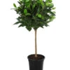 Australischer Feigenbaum 'Australis' 2 Australischer Feigenbaum 'Australis' -Gartenbedarf 8227829 PR FS 001 FicusAustralisStammT21DehnerExpressHerzig