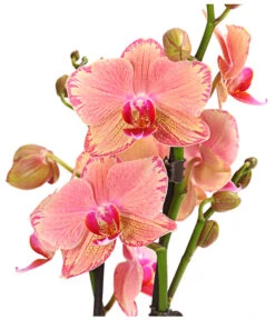 Schmetterlingsorchidee - Phalaenopsis Cultivars, Sonderfarben -Gartenbedarf 8240376 WE DE 001 SchmetterlingsorchideePhalaenopsisPiratePicotee2TrieberPremiumT12DehnerExpressHerzig