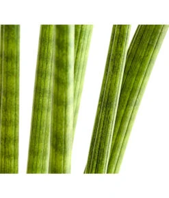 Bogenhanf - Sansevieria Cylindrica 'Straight' -Gartenbedarf 8241127 PR DE 001 SansevieriaCylindricaBogenhanfT17DehnerExpressHerzig