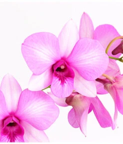 Dendrobium - Dendrobium Cultivaris, Verschiedene Sorten 8 Dendrobium - Dendrobium Cultivaris, Verschiedene Sorten -Gartenbedarf 8250771 WE DE 002 DendrobiumSonderfarbenT12DehnerExpressHerzig