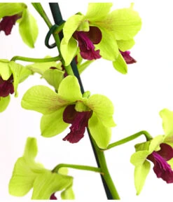 Dendrobium - Dendrobium Cultivaris, Verschiedene Sorten 9 Dendrobium - Dendrobium Cultivaris, Verschiedene Sorten -Gartenbedarf 8250771 WE DE 003 DendrobiumSonderfarbenT12DehnerExpressHerzig