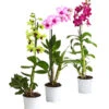 Dendrobium - Dendrobium Cultivaris, Verschiedene Sorten 2 Dendrobium - Dendrobium Cultivaris, Verschiedene Sorten -Gartenbedarf 8250771 WE FS 001 DendrobiumSonderfarbenT12DehnerExpressHerzig