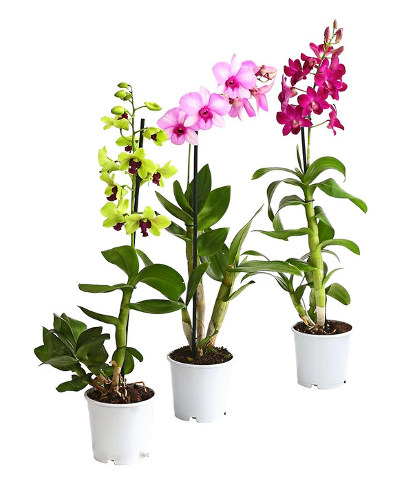 Dendrobium - Dendrobium Cultivaris, Verschiedene Sorten 3 Dendrobium - Dendrobium Cultivaris, Verschiedene Sorten