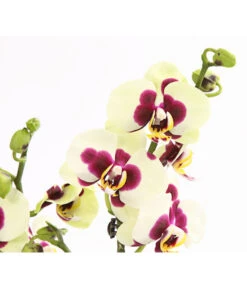 Schmetterlingsorchidee - Phalaenopsis Cultivars, Sonderfarben -Gartenbedarf 8253213 WE DE 001 SchmetterlingsorchideePhalaneopsisPanda2TrieberT12OWDehnerExpressHerzig