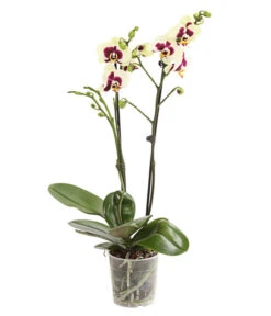 Schmetterlingsorchidee - Phalaenopsis Cultivars, Sonderfarben -Gartenbedarf 8253213 WE FS 001 SchmetterlingsorchideePhalaneopsisPanda2TrieberT12DehnerExpressHerzig