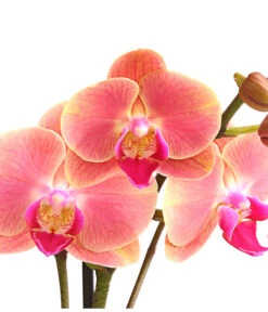 Schmetterlingsorchidee - Phalaenopsis Cultivars, Sonderfarben -Gartenbedarf 8253726 WE DE 001 SchmetterlingsorchideePhalaenopsisMarigold2TrieberDehnerExpressHerzig