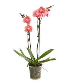 Schmetterlingsorchidee - Phalaenopsis Cultivars, Sonderfarben -Gartenbedarf 8253726 WE FS 001 SchmetterlingsorchideePhalaenopsisMarigold2TrieberDehnerExpressHerzig