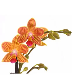 Schmetterlingsorchidee - Phalaenopsis Cultivars, Sonderfarben -Gartenbedarf 8254005 WE DE 001 SchmetterlingsorchideePhalaenopsisGoldstaffT12PremiumDehnerExpressHerzig