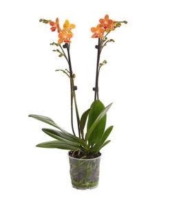 Schmetterlingsorchidee - Phalaenopsis Cultivars, Sonderfarben -Gartenbedarf 8254005 WE FS 001 SchmetterlingsorchideePhalaenopsisGoldstaffT12PremiumDehnerExpressHerzig