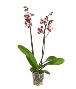 Schmetterlingsorchidee - Phalaenopsis Cultivars, Sonderfarben -Gartenbedarf 8254021 PR FS 001 SchmetterlingsorchideePhalaenopsisSonderfarben2TrieberDehnerExpressHerzig