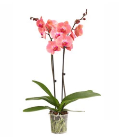 Schmetterlingsorchidee - Phalaenopsis Cultivars, Sonderfarben -Gartenbedarf 8254708 WE FS 001 OWSchmetterlingsorchideePhalaenopsisDutchDivaT12DehnerExpressHerzig