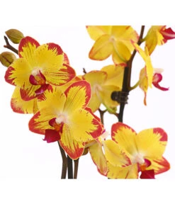 Schmetterlingsorchidee - Phalaenopsis Cultivars, Sonderfarben -Gartenbedarf 8256943 WE DE 001 SchmetterlingsorchideePhalaenopsisBeeStingT12PremiumDehnerExpressHerzig