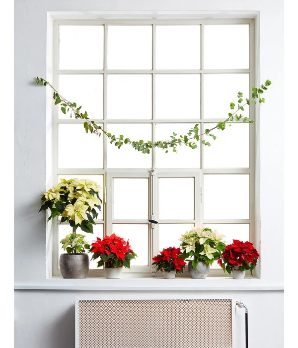 Weihnachtsstern - Euphorbia Pulcherrima, Stämmchen 4 Weihnachtsstern - Euphorbia Pulcherrima, Stämmchen – Bild 2