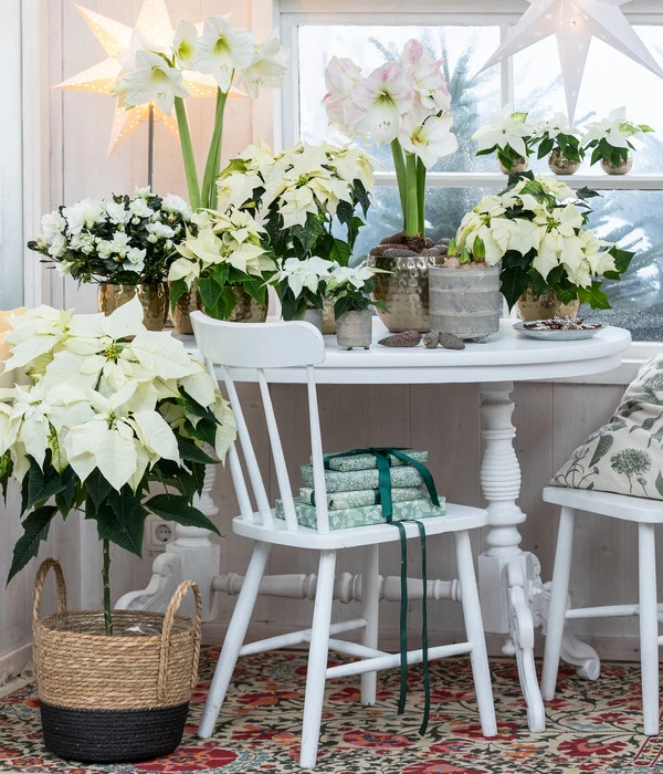 Weihnachtsstern - Euphorbia Pulcherrima, Stämmchen 5 Weihnachtsstern - Euphorbia Pulcherrima, Stämmchen – Bild 3