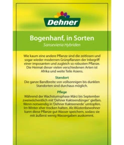 Bogenhanf - Sansevieria Cylindrica 'Mikado' 13 Bogenhanf - Sansevieria Cylindrica 'Mikado' -Gartenbedarf 82686741 8268591 8268807 8296782 8268799 8241077 Bogenhanf 2