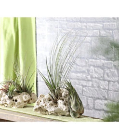 XXL Tillandsien-Set - Tillandsia Hybride, 3-teilig 7 XXL Tillandsien-Set - Tillandsia Hybride, 3-teilig -Gartenbedarf 8270324 WE MO 001 TillandsienXXL3erSetDehnerExpressHerzig