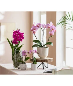 Orchidee - Vanda Cultivars 'Vanda', Im Glas 9 Orchidee - Vanda Cultivars 'Vanda', Im Glas -Gartenbedarf 8280505 WE MO 001 PhalaenopsisHeartT12Schmetterlingsorchidee GC01 2022