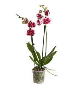 Schmetterlingsorchidee - Phalaenopsis Cultivars, Sonderfarben -Gartenbedarf 8283269 WE FS 001 SchmetterlingsorchideePhalaenopsisSparklingMoments2TrieberT12DehnerExpressHerzig