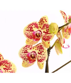 Schmetterlingsorchidee - Phalaenopsis Cultivars, Sonderfarben -Gartenbedarf 8283392 WE DE 001 SchmetterlingsorchideePhalaenosisTotalCool2TrieberT12OWDehnerExpressHerzig