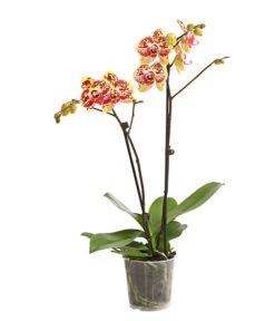 Schmetterlingsorchidee - Phalaenopsis Cultivars, Sonderfarben -Gartenbedarf 8283392 WE FS 001 SchmetterlingsorchideePhalaenosisTotalCool2TrieberT12OWDehnerExpressHerzig
