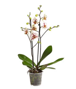 Schmetterlingsorchidee - Phalaenopsis Cultivars, Sonderfarben -Gartenbedarf 8283400 WE FS 001 SchmetterlingsorchideePhalaenopsisGoodTimes2TrieberPremiumDehnerExpressHerzig