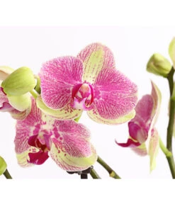 Schmetterlingsorchidee - Phalaenopsis Cultivars, Sonderfarben -Gartenbedarf 8283475 WE DE 001 SchmetterlingsorchideePhalaenopsisMarshmellow2TrT12DehnerExpressHerzig