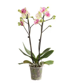 Schmetterlingsorchidee - Phalaenopsis Cultivars, Sonderfarben -Gartenbedarf 8283475 WE FS 001 SchmetterlingsorchideePhalaenopsisMarshmellow2TrT12DehnerExpressHerzig