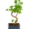 Outdoor-Bonsai Ginkgobaum - Ginkgo Biloba 2 Outdoor-Bonsai Ginkgobaum - Ginkgo Biloba -Gartenbedarf 8286254 PR FS 001 GinkoBilobaT20DehnerExpressHerzig