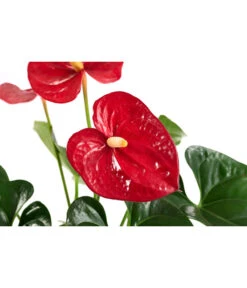 Flamingoblume - Anthurium Andreanum, Hydrokultur 6 Flamingoblume - Anthurium Andreanum, Hydrokultur -Gartenbedarf 8536237 WE DE 001 AnthuriumAndreanumRotAnthurieHydroT15