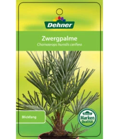 Blaue Zwergpalme 8 Blaue Zwergpalme -Gartenbedarf 8584401 Chamaeropshumiliscerifera 15112016 1