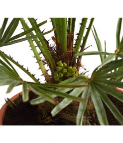 Titelseite 8 Titelseite -Gartenbedarf 8584401 WE DE 01 ChamaeropsHumillisCeriferaT18DehnerExpressHerzig