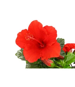 Zimmerhibiskus - Hibiscus Rosa-sinensis, Verschiedene Sorten 16 Zimmerhibiskus - Hibiscus Rosa-sinensis, Verschiedene Sorten -Gartenbedarf 8595241 PR DE 001 HibiscusMixBuschT17DehnerExpressHerzig