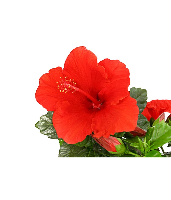 Zimmerhibiskus - Hibiscus Rosa-sinensis, Verschiedene Sorten 9 Zimmerhibiskus - Hibiscus Rosa-sinensis, Verschiedene Sorten – Bild 7