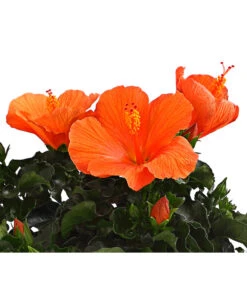 Zimmerhibiskus - Hibiscus Rosa-sinensis, Verschiedene Sorten 17 Zimmerhibiskus - Hibiscus Rosa-sinensis, Verschiedene Sorten -Gartenbedarf 8595241 WE DE 001 HibiskusHibiscusBuschT17DehnerExpressHerzig