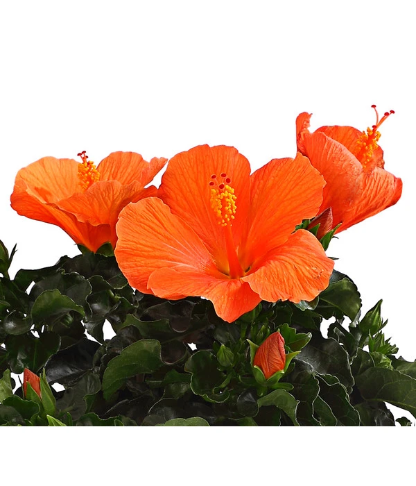 Zimmerhibiskus - Hibiscus Rosa-sinensis, Verschiedene Sorten 10 Zimmerhibiskus - Hibiscus Rosa-sinensis, Verschiedene Sorten – Bild 8