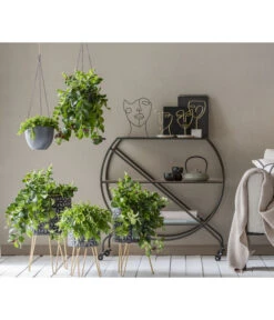 Schamblume - Aeschynanthus Japhrolepis -Gartenbedarf 8635377 WE MO 001 AeschynanthusAmpel2021GC15