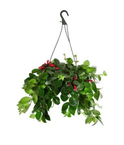 Schamblume - Aeschynanthus 'Pink Polka', Ampel