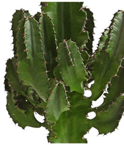 Abessinische Wolfsmilch - Euphorbia Abyssinica -Gartenbedarf 8649626 WE DE 001 EuphorbiaAbyssinicaT18DehnerExpressHerzig