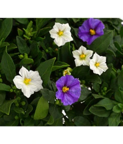 Enzianstrauch-Duo, Stämmchen -Gartenbedarf 8649691 PR DE 001 SolanumRantonettiStammT17TwinDehnerExpressHerzig